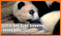 Best Escape Games 53 Cute Baby Panda Escape Game related image