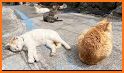 Cats island related image