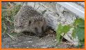 HD Hedgehog Wallpaper 4K related image