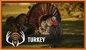 Turkey calls related image