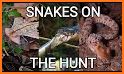 Snake Hunt 3D related image