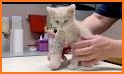 Three Pet Cat Doctor Hospital related image