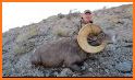 My Bighorns related image