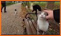 Cats island related image