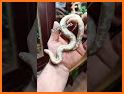 Reptiles related image