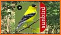 Bird Song Id USA Automatic Recognition songs calls related image