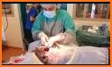 Labrador Quadruplets Newborn Caring related image