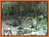 Army Commando Jungle Survival related image