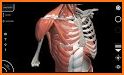 Human Anatomy Learning - 3D related image