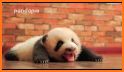 Cute Panda Baby Keyboard Background related image