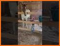 Maple - Chat, Meet, Love related image