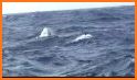 NOAA NDBC Buoy Live Marine related image