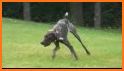 Puppy Pointer Run related image