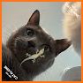 Games For Cats - Cat Alone Toy related image