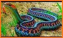 Snake Bonkers - Color Snake related image