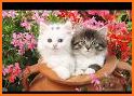 cute cat wallpapers related image