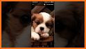 Puppy Dog Lock Screen Wallpaper related image