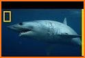Wild Shark related image