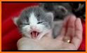Kitten Sounds related image