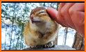 Chipmunk related image
