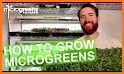 Microgreens Guide related image