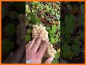 Mushroom Finder:  identification, wallpaper related image