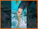 Stingrays related image