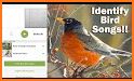 Bird identification: Picture bird identifier app related image