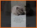 Offleash’d: Pets,Pals & Dating related image