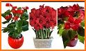 Plants Christmas related image