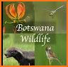 Botswana Wildlife Guide related image
