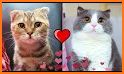 Cat Love Story related image