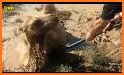 Camel Rescue From Desert related image
