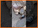 Tortuga Quiz related image