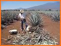 Agave related image