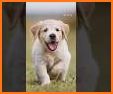Dog Wallpapers & Puppy Backgrounds related image