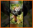 Rocky Red Panda's Professions Puzzle related image