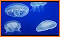 Live Jellyfish related image