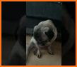 Cute Pug Puppy Keyboard Background related image