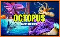 Octopuses Basic Infos related image