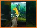Cute Koi Fish 🐠 Nature Keyboard related image