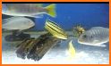 Fish Live Wallpaper 3D Aquarium Background HD 2018 related image