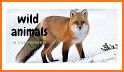 Wild Animals Color By Number FREE related image