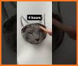 Cat Math Wizard related image
