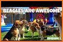 Beagle Universe related image