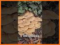 Mushroom Identifier - Picture Mushroom related image