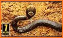 Shape Snake related image