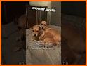 adopte pet baby related image