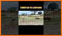Cheetah Leopard Wallpaper related image
