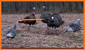 Chicken Shooting: Hunting Game related image